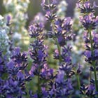 Trauerfloristik Lavendel - Oerding Bestattungen Zeven Gnarrenburg Heeslingen