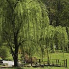 Trauerfloristik Weide - Oerding Bestattungen Zeven Gnarrenburg Heeslingen